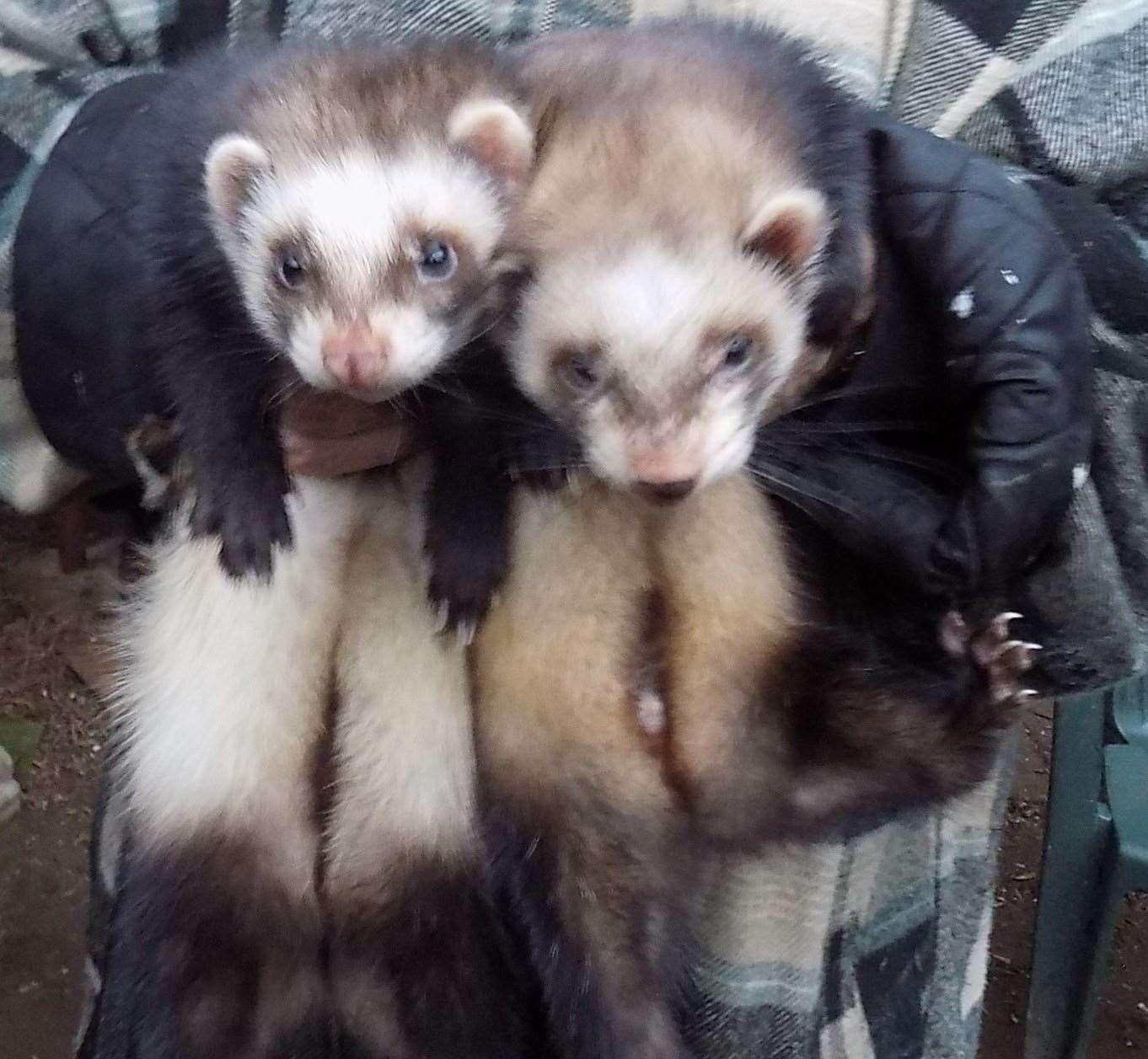 Thirty ferrets were stolen from ferret rescue in Harrietsham (44925224)