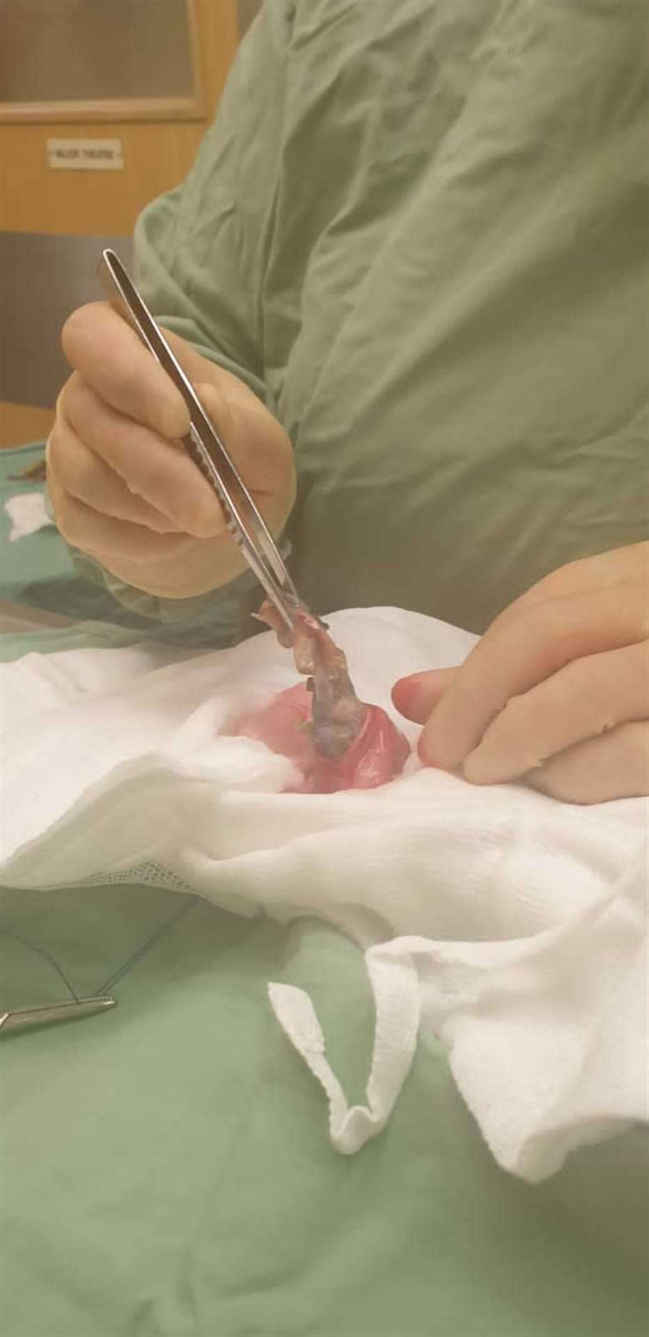 A vet removing the hairbands