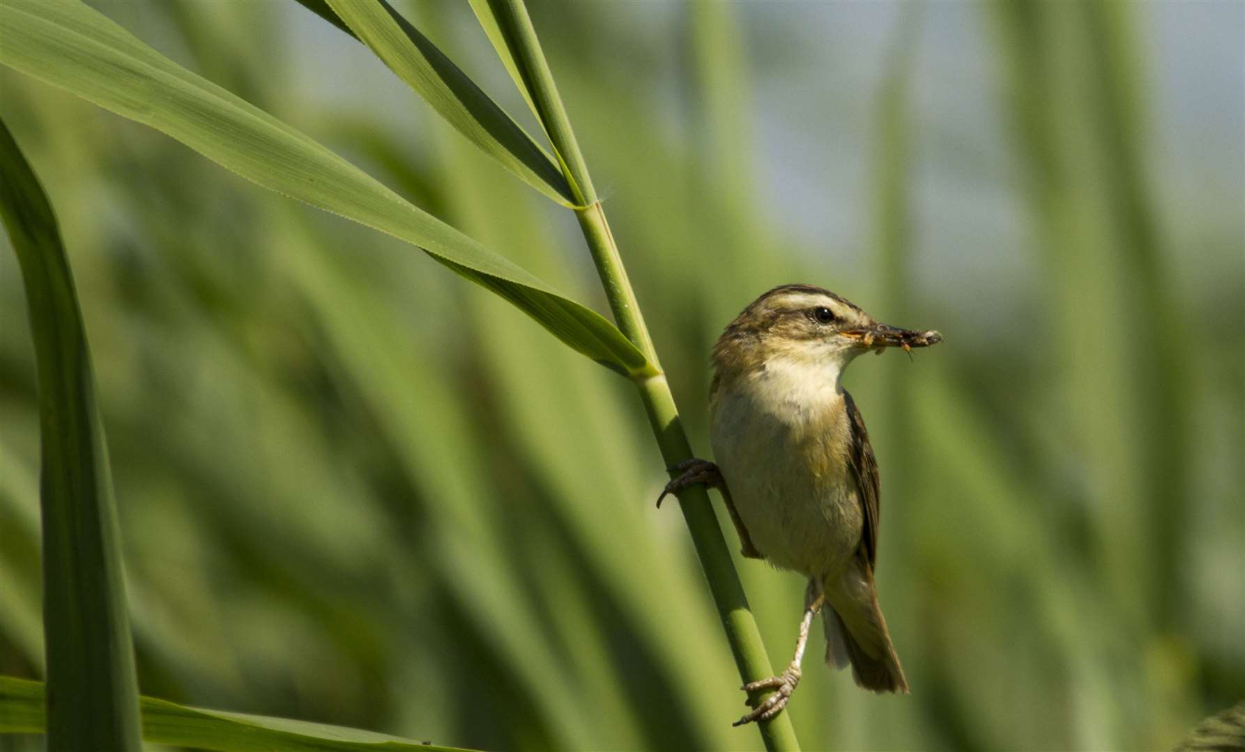 A sedge warbler at the protected Stodmarsh Nature Reserve. Pic: Thomas Cawdron