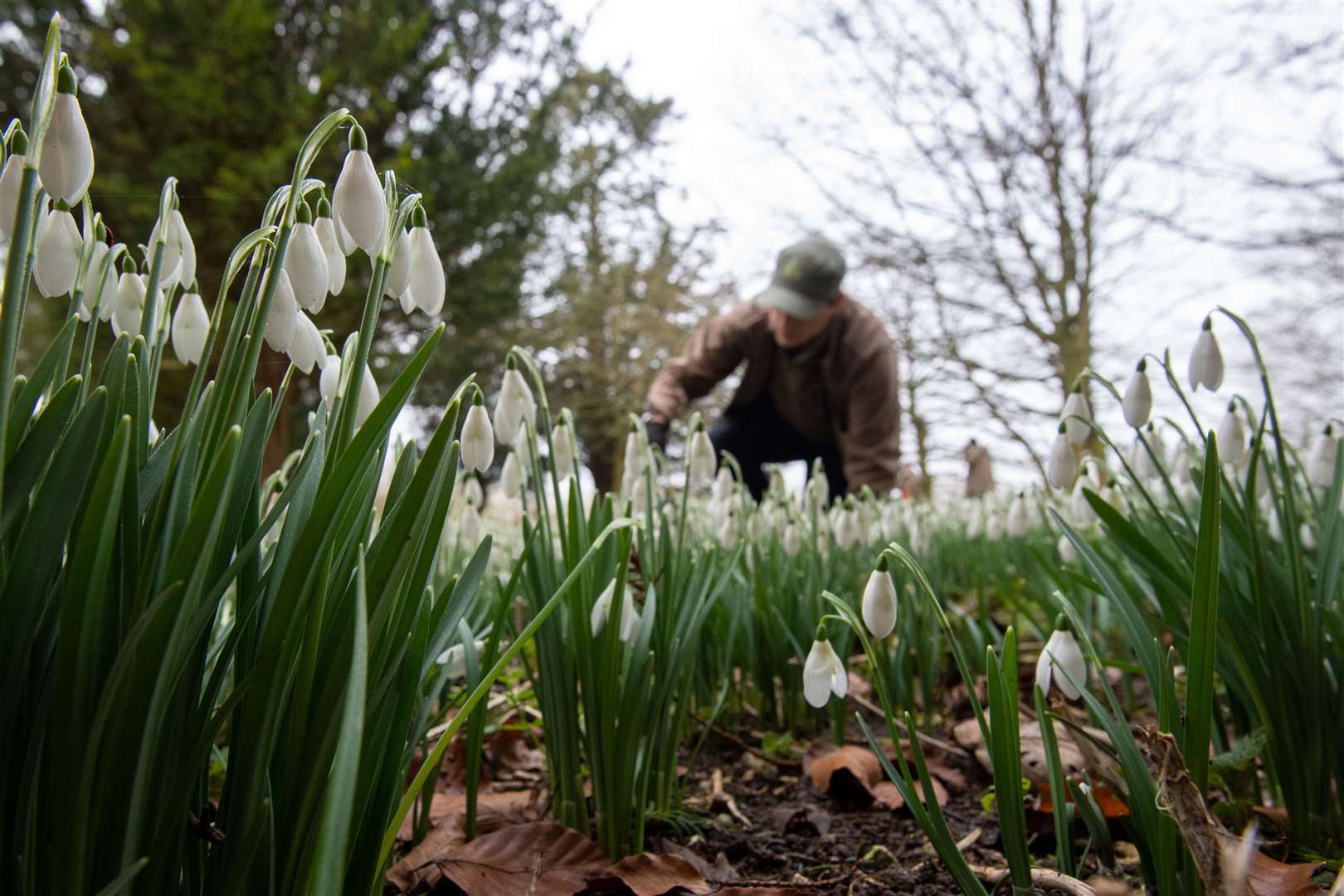 The first snowdrops at the heritage site (Joe Giddens/PA)