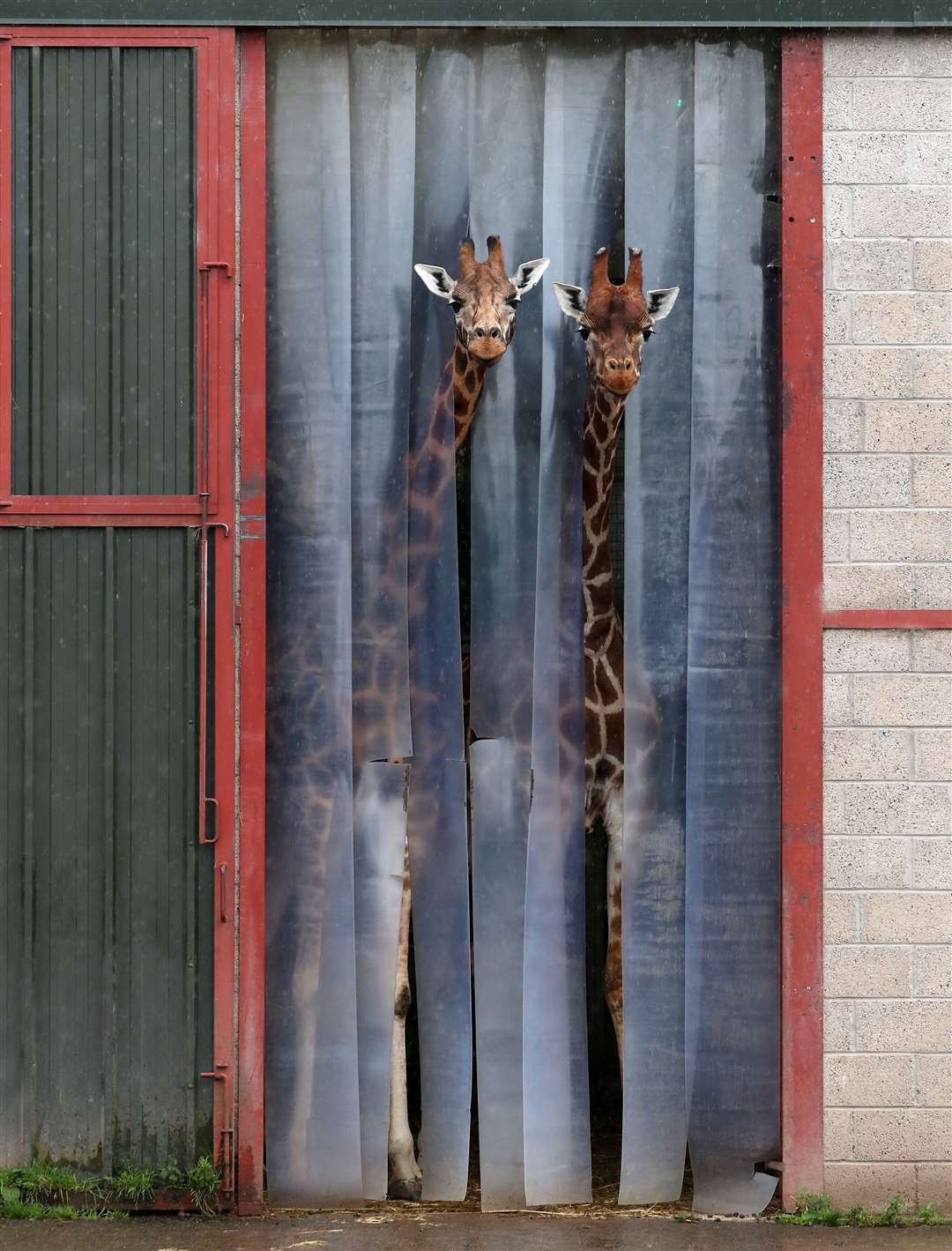 Two giraffes poke their heads out from their enclosure to see what’s going on (Andrew Milligan/PA)