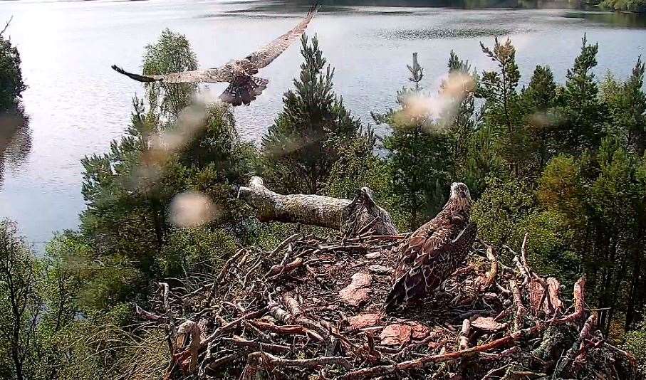 PF4 takes off on her first flight (Scottish Wildlife Trust)