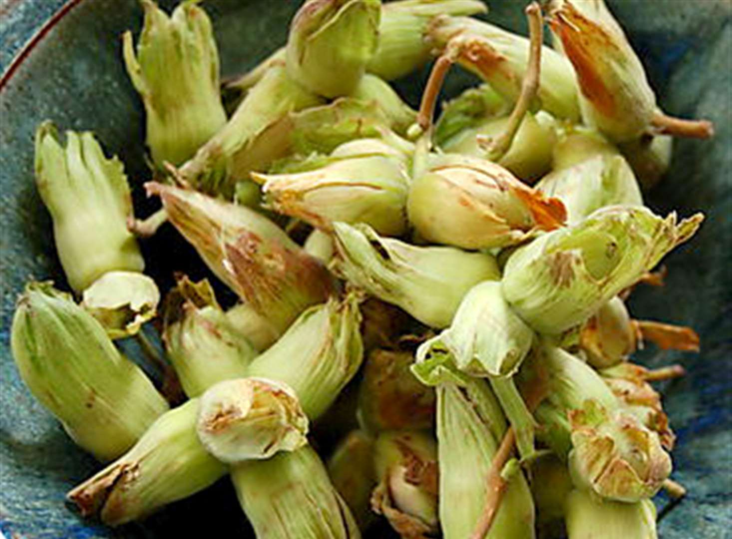 Featured image of post Recipe of Kentish Cobnuts Association