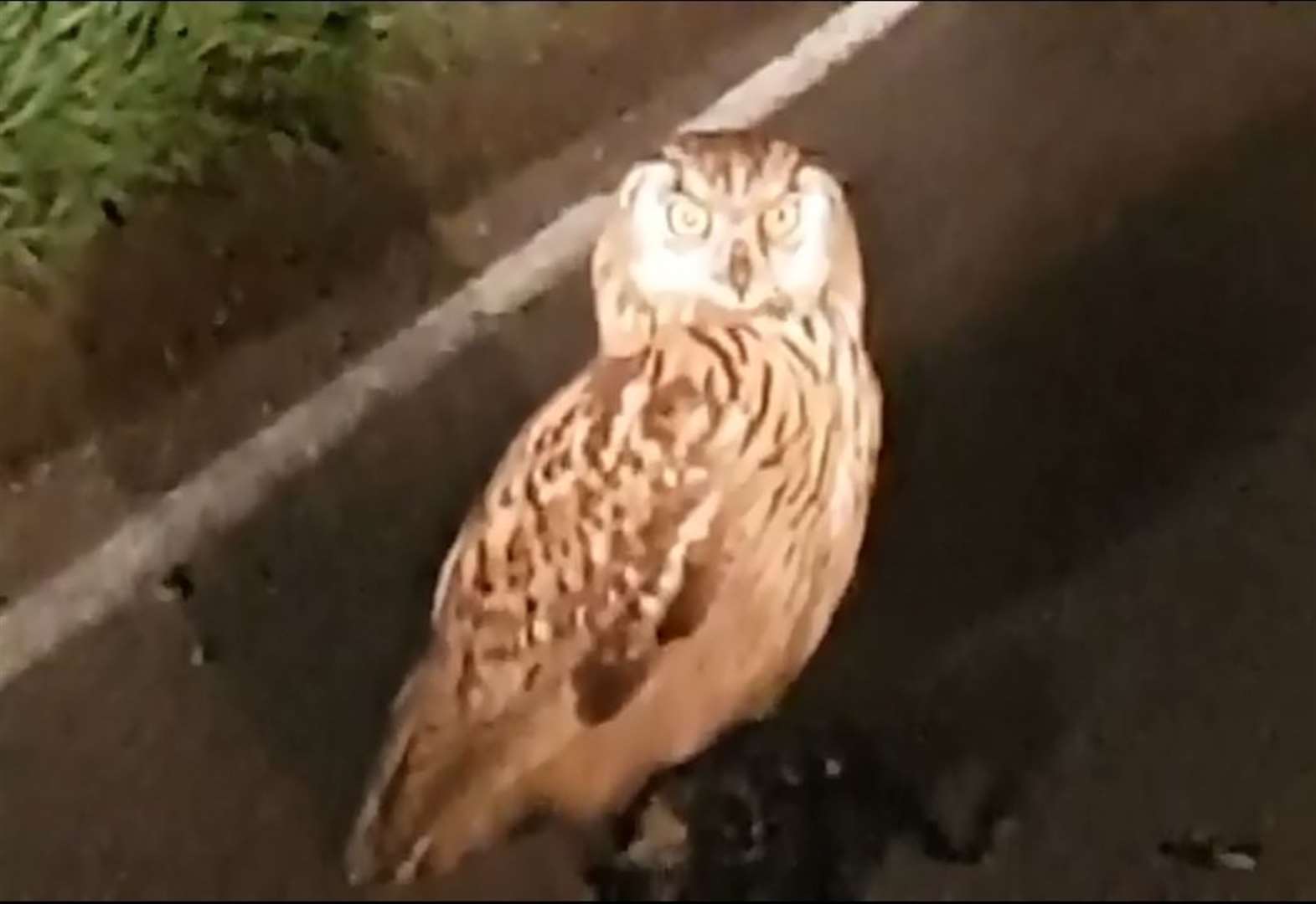 Giant Rare Eagle Owl Spotted With Kill Near Ruckinge