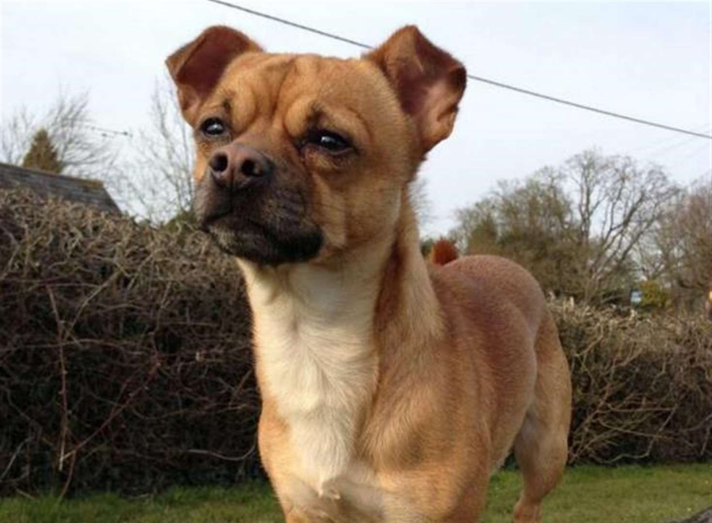 Missing Dog Dave Is Safely Home After Being Stolen In Whitstable But Only After Owners Pay Reward