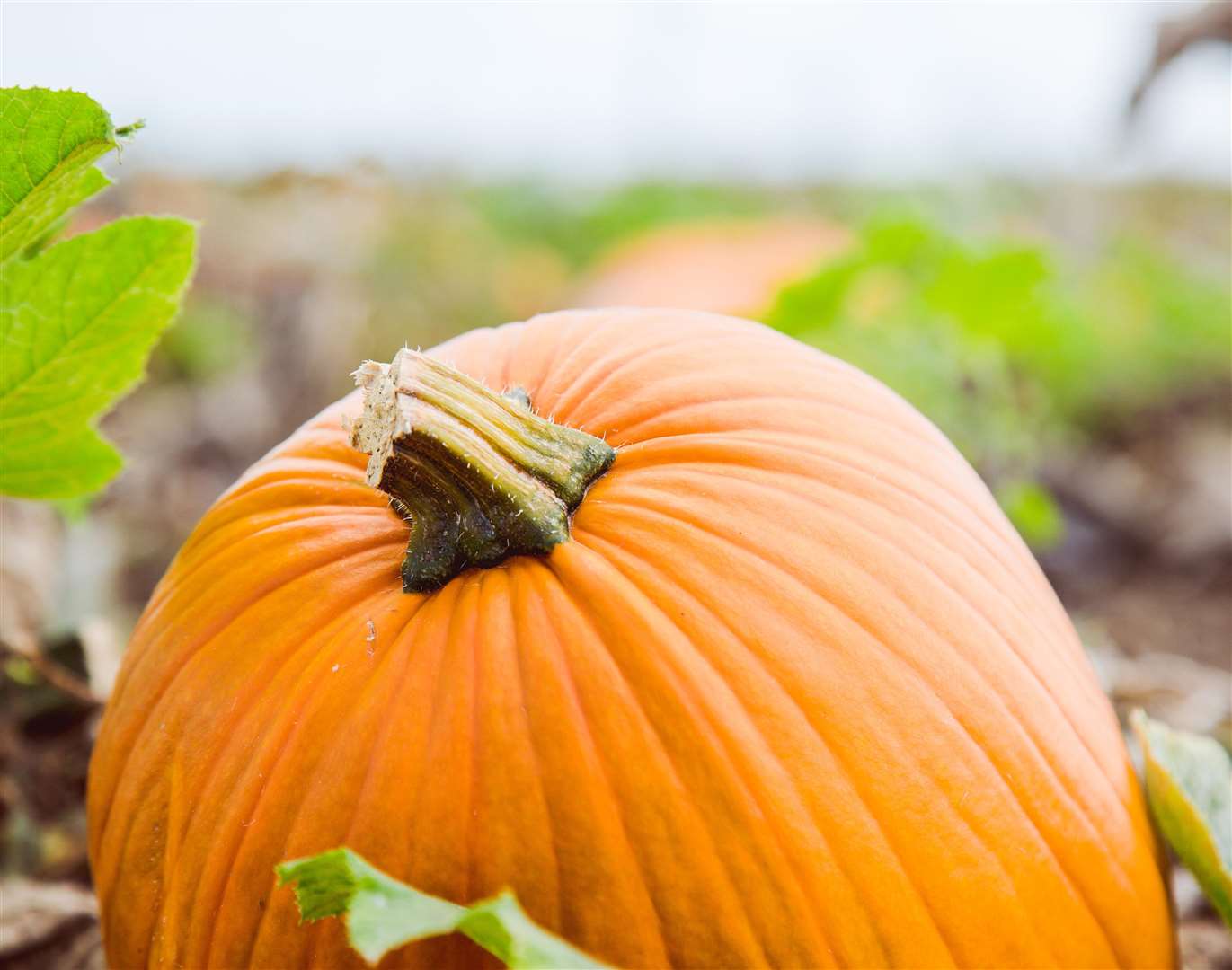 Pumpkins