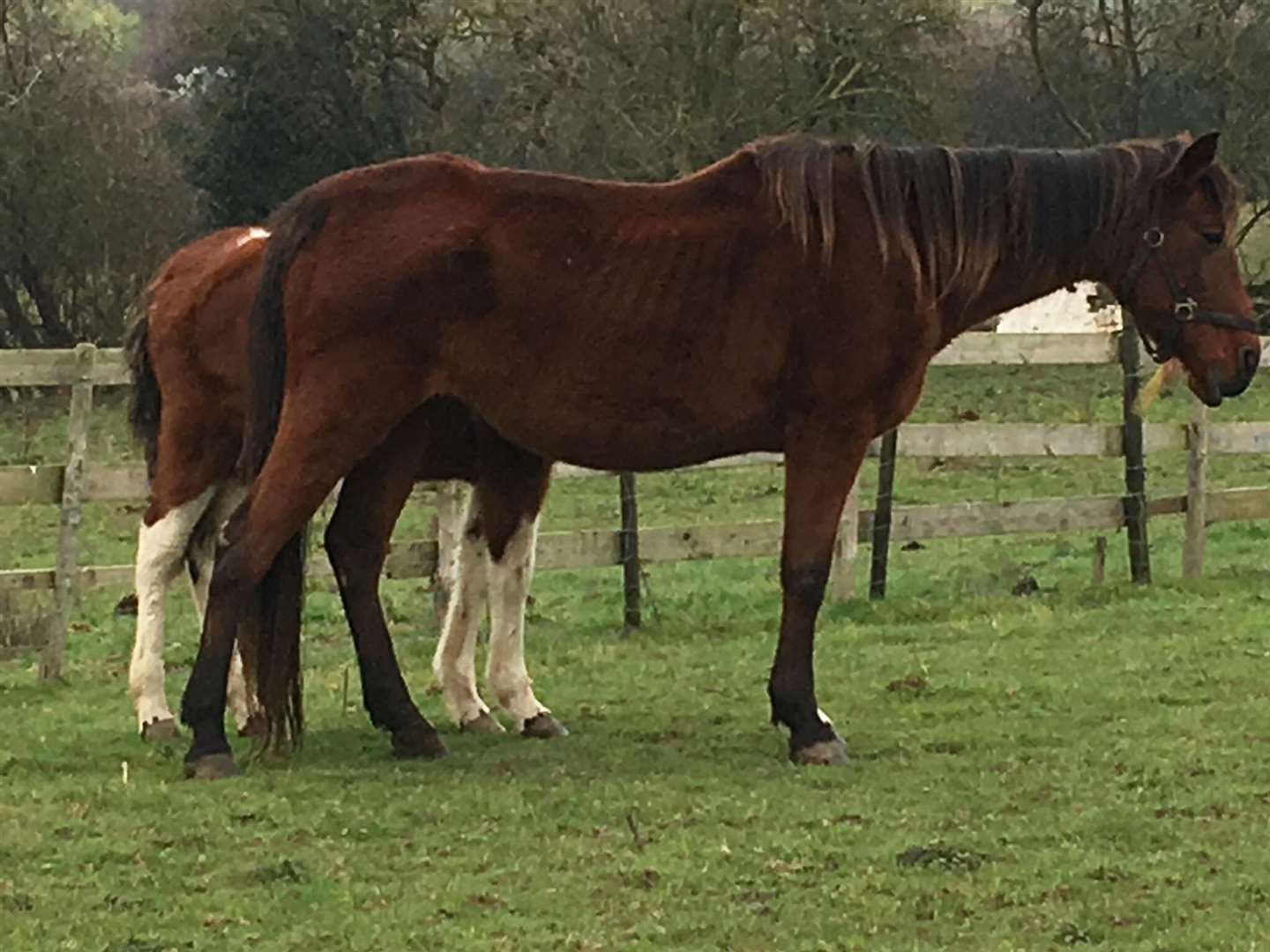 Horses in the field off Forstal Lane