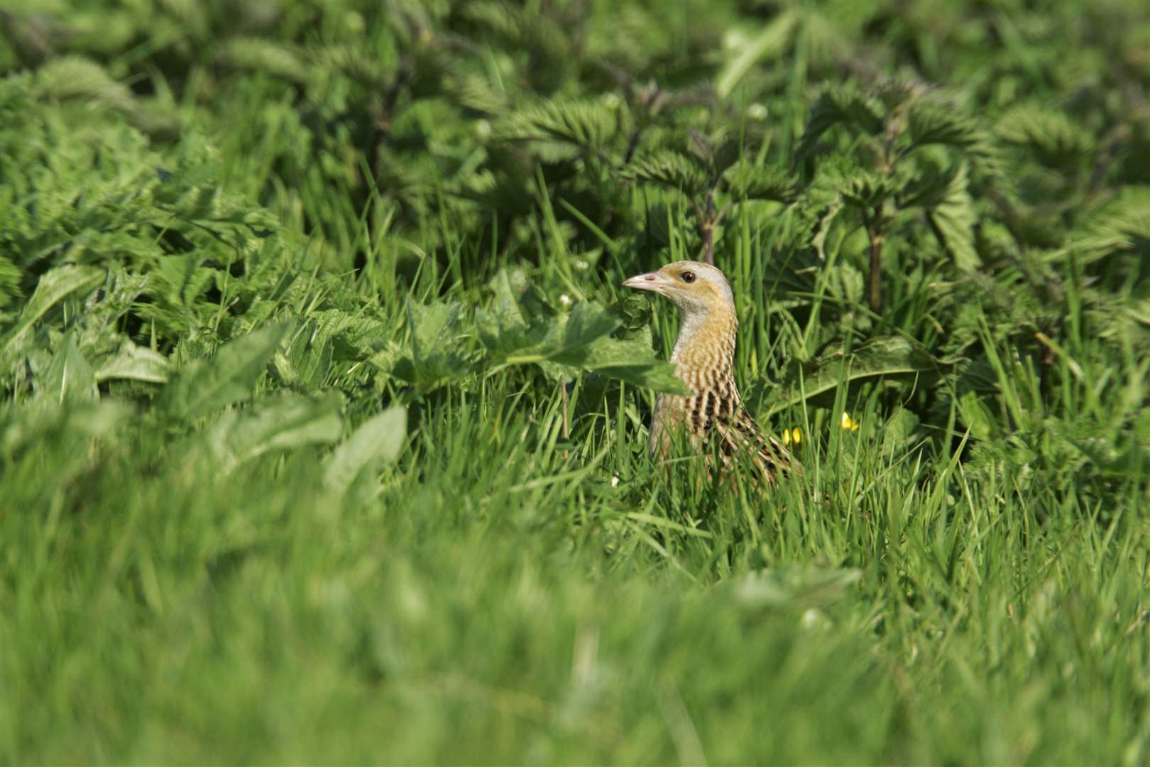 The secretive birds have a distinctive ‘crex-crex’ song (Andy Hay/RSPB)