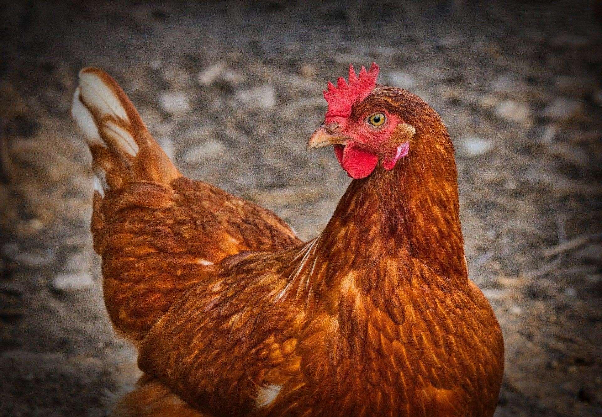 Whether someone has two chickens or thousands, all birds must remain inside from Monday. Image: Stock image.