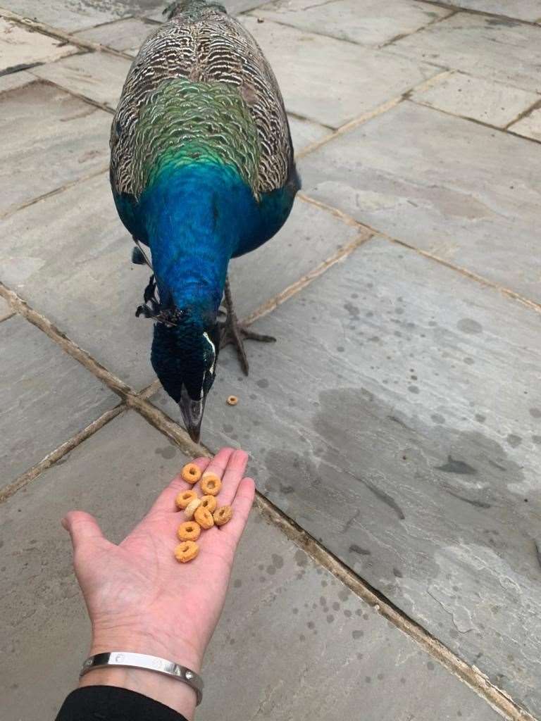 The peacocks have become quite tame (Finty George/PA)