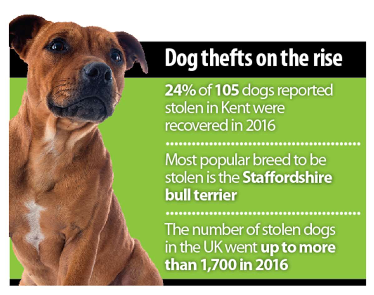 Why Are Dogs Stolen Uk