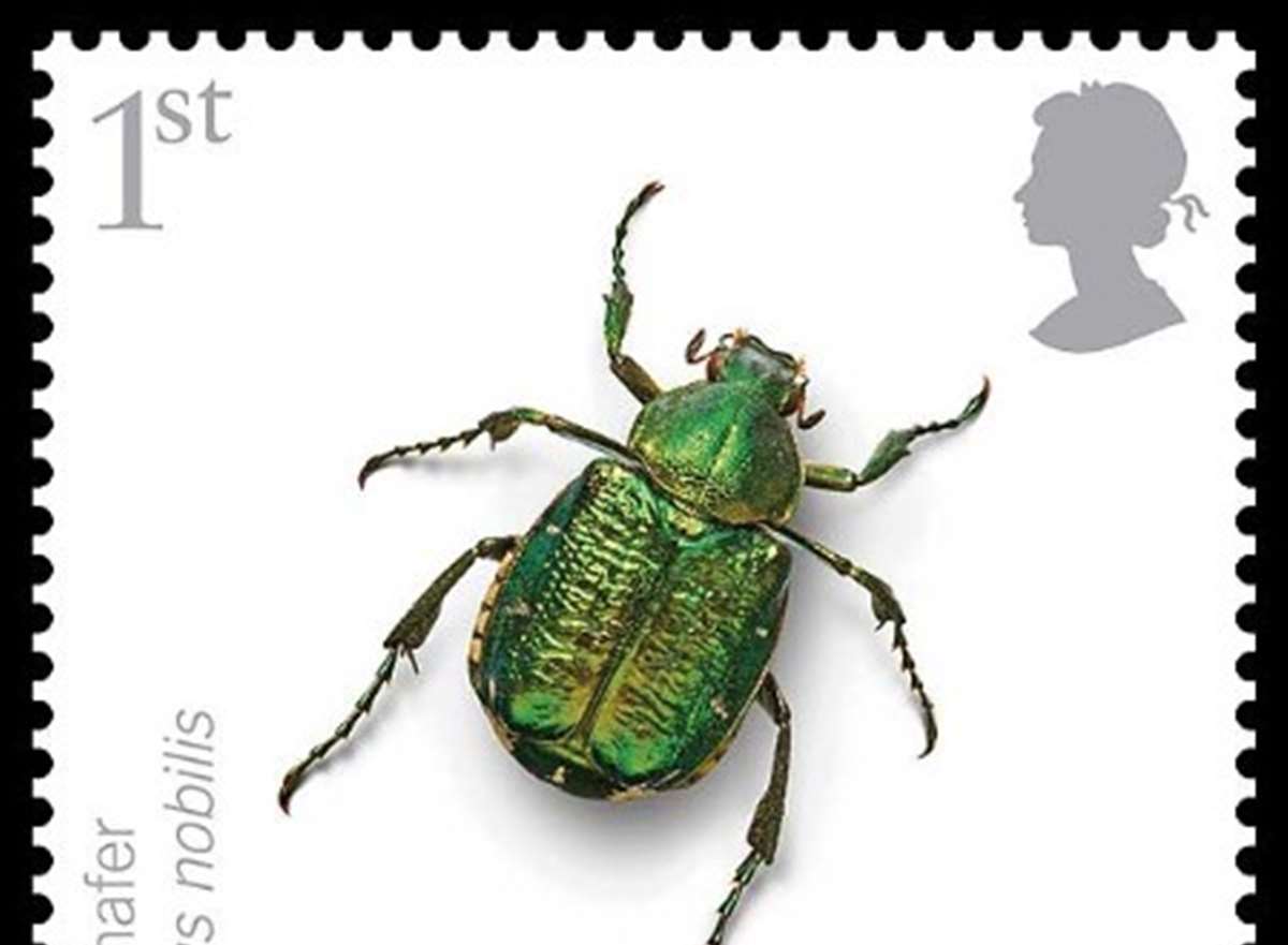 Rare beetle alive and well in Kent and now on a stamp