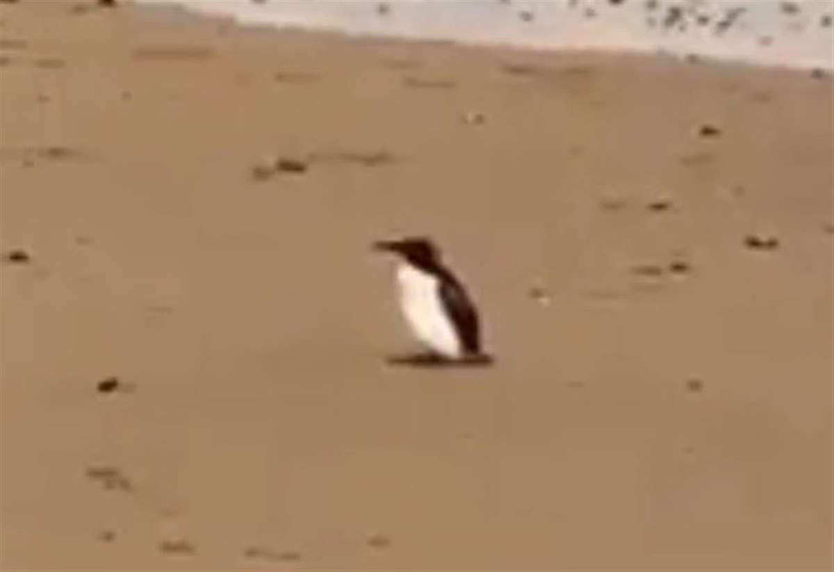 Penguin clearance funny videos