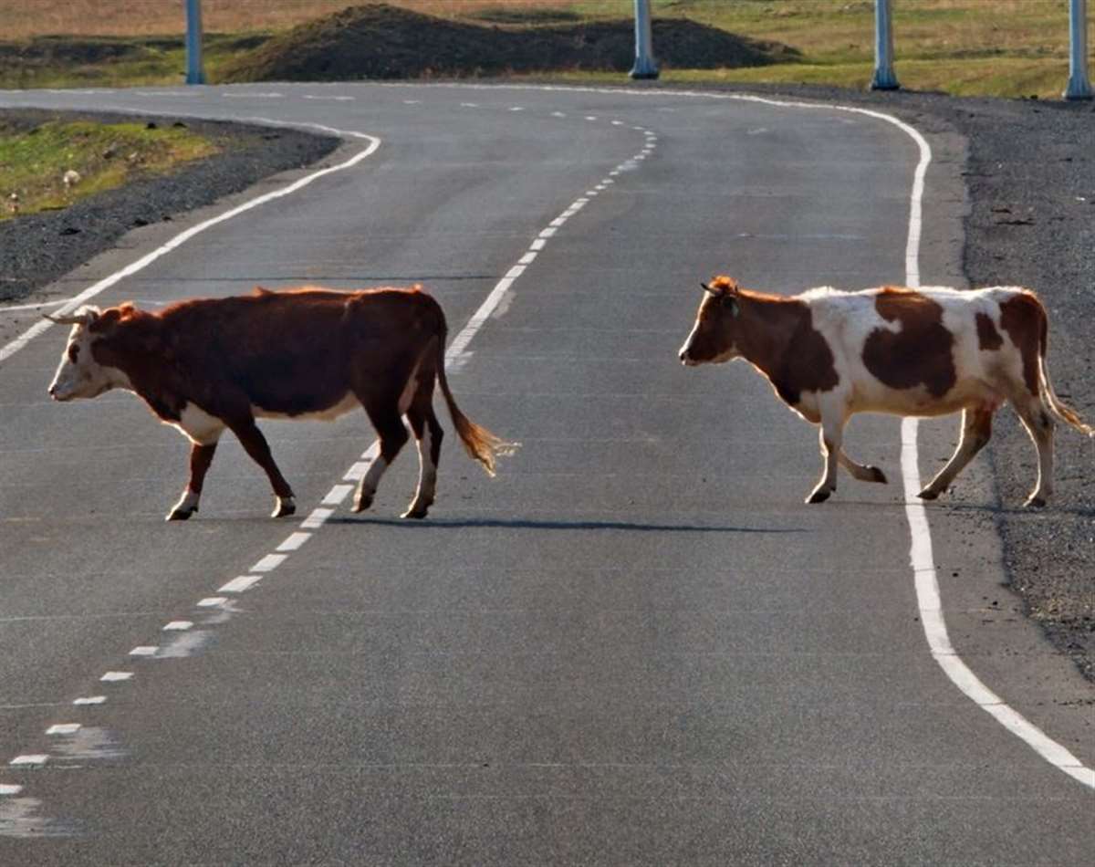 M26 between M25 and M20 in Kent reopens after loose cows removed