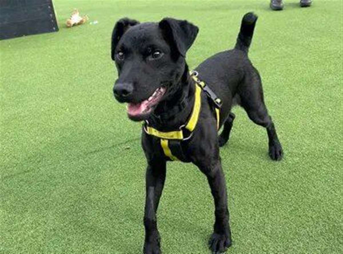 Patterdale sales lurcher cross