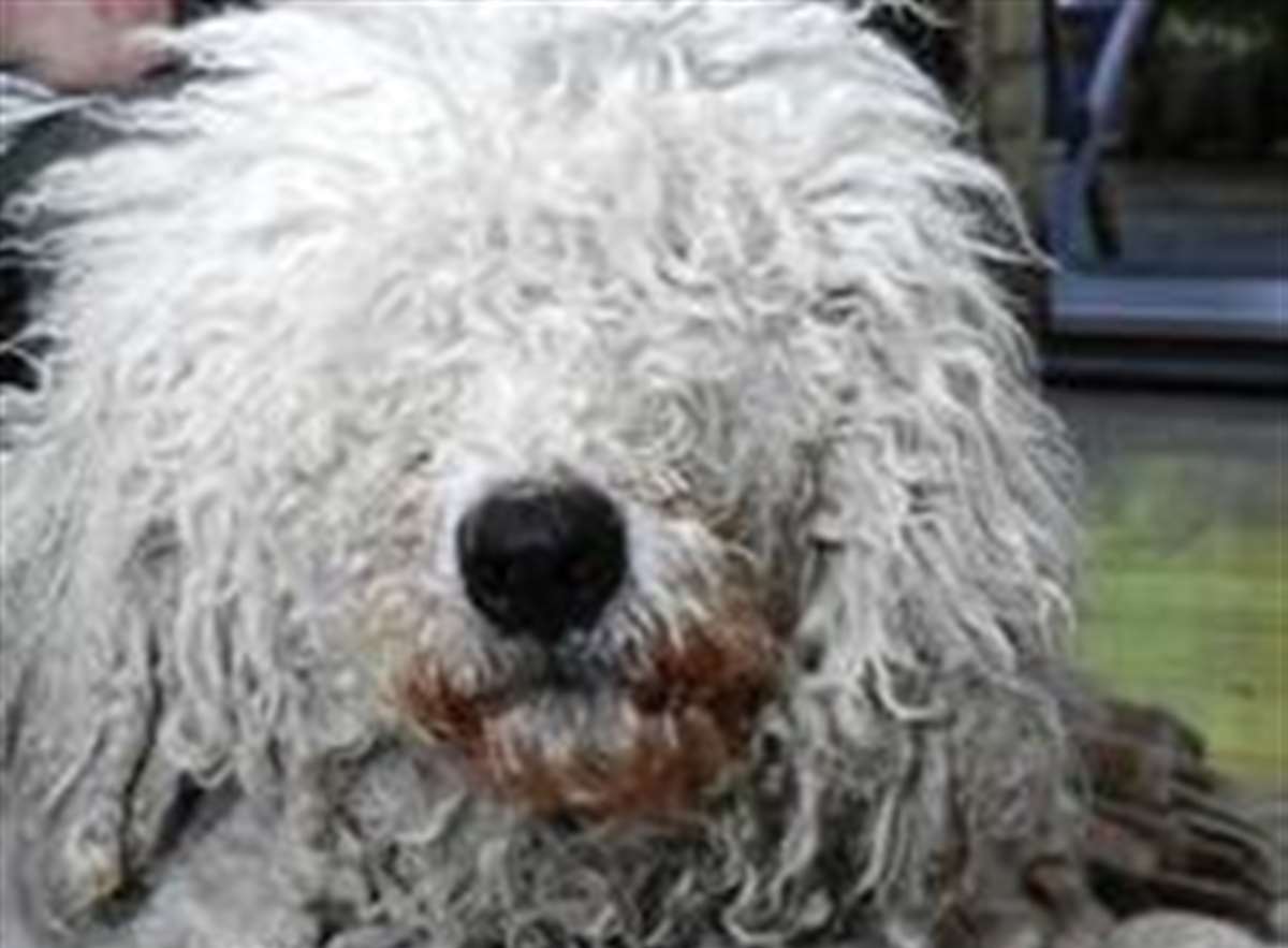 Komondor poodle sales