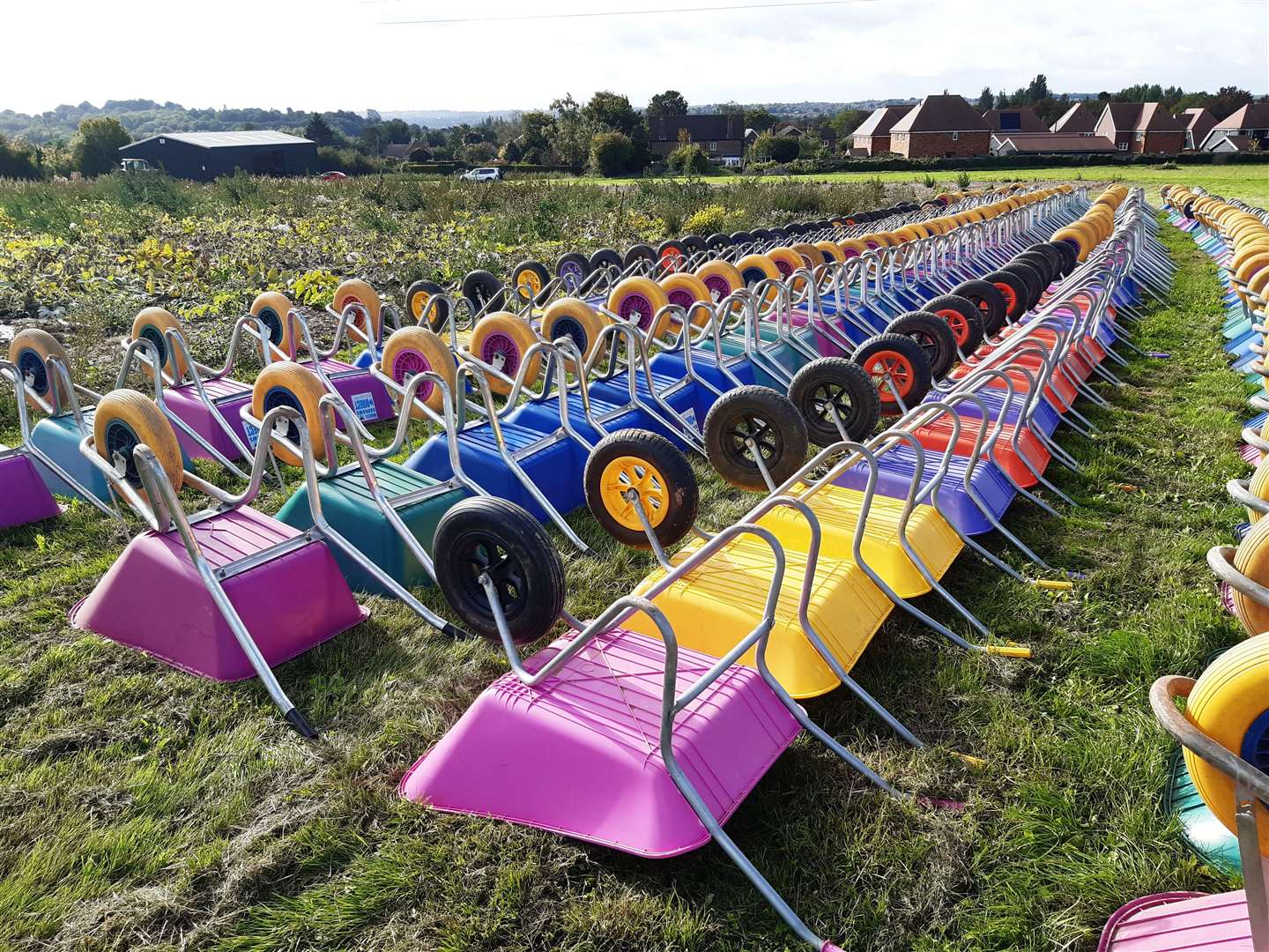 Families are free to pick their own pumpkins from the four fields available