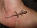 Holidaymaker brings back gecko