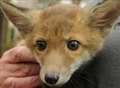 Fox cubs' cries start search