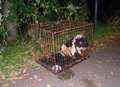 Dog abandoned in cage by roadside