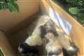 Three sick puppies found in box in Essex may be ‘cruel’ trade victims – RSPCA