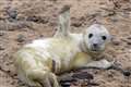 Heat-seeking technology gives better picture of seal pup numbers