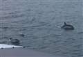 Pod of dolphins spotted in Medway