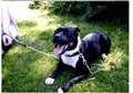 Pet stolen from garden in Sutt