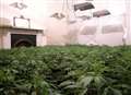 Young man quizzed over cannabis factory find