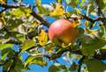 Homes plan for more orchards