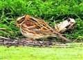 Rare rustic bunting spotted