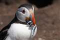 From puffins to hippos: 12 species at risk from rising temperatures