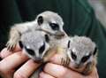 Baby meerkats born