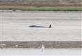 Four dead whales wash up on Kent coast despite rescue effort