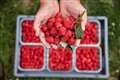 ‘Bumper’ raspberry season arrives after June heat delayed ripening