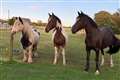 Storm Babet: Horses stranded in flooded field are rescued