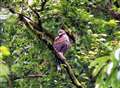 Harry the Harris Hawk .. lost