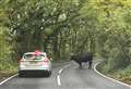 Warning as cow spotted in road