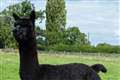 Boris Johnson called on to stop the ‘slaughter’ of stud alpaca Geronimo