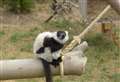 Pub opens lemur enclosure