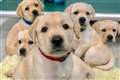 Puppies born ready to communicate with people, research suggests