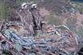 Hopes rise that osprey nest may host family after new pair try it out