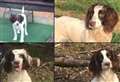 'Substantial reward' offered for stolen dogs