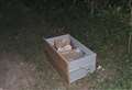 Dead kitten found dumped in cardboard box