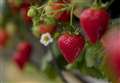 Berry nice start to fruit harvest