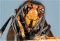 Warning over ‘killer’ insects invading Kent