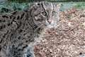 Zoo welcomes rare male fishing cat with hope there could be future kittens