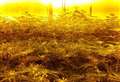 Teen arrested on suspicion of cultivating cannabis