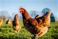 Birds to be culled as avian flu confirmed in Kent