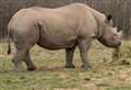 Meet the rhinos at Kent wildlife park